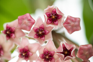 Obraz na płótnie Canvas Close up of Hoya Obovata Pink Flowers