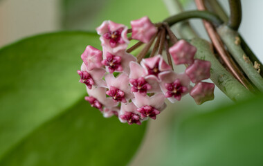 Close up of Hoya Obovata Pink Flowers