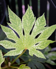 Close up of leaf of Variegated Fatsia Japonica Plant