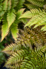 Close up of Autumn Fern New Leaf with Orange Tint