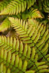 Autumn Fern Newest Leaves