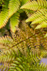 Autumn Fern Newest Leaves