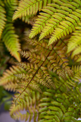 Autumn Fern Newest Leaves