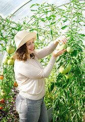 A farmer female working in organic greenhouse. Woman growing bio plants, tomatoes and herbs in farm garden. The concept of harvesting. Summer and autumn on the farm.