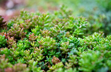 Close up of Sedum Plant Groundcover