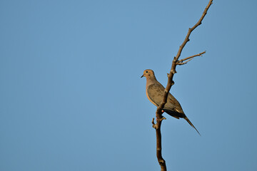 A Mourning Dove
