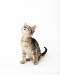 Young Short haired Tabby Kitten on White Background
