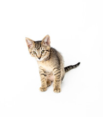 Young Short haired Tabby Kitten on White Background