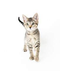 Fototapeta premium Young Short haired Tabby Kitten on White Background
