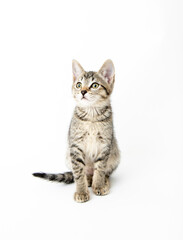 Young Short haired Tabby Kitten on White Background