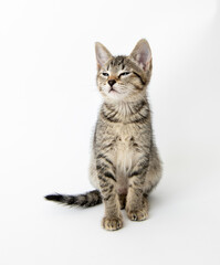 Fototapeta na wymiar Young Short haired Tabby Kitten on White Background