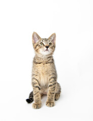 Young Short haired Tabby Kitten on White Background