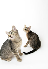 Obraz premium Two Young Short haired Tabby Kittens on White Background