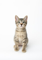 Young Short haired Tabby Kitten on White Background