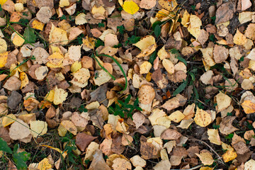 Seasonal photo, autumn, fallen birch leaves on the grass. Flatlay.