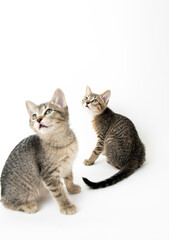Two Young Short haired Tabby Kittens on White Background
