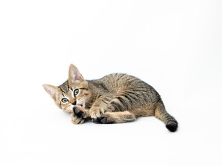 Young Short haired Tabby Kitten on White Background