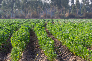 
Organic cultivation of broad beans, flowering plants in the Peruvian Andes