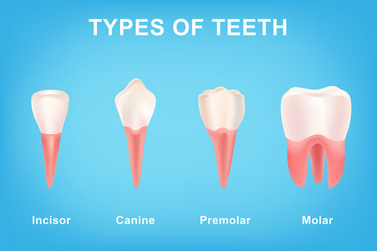 Different Types of Teeth from Canine and Incisor to Molar and Premolar