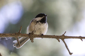 A Black-capped Chickadee on a Branch