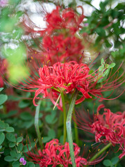 たくさん開いた彼岸花