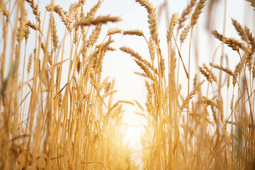 Ripe wheat growing in the field, close-up. Wheat ears on sunny sky background, selective focus. Copy space.