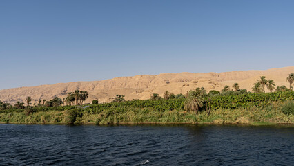 On the banks of the Nile there are lush thickets of reeds and palm trees. Sand dunes against a clear blue sky. Copy space. Egypt