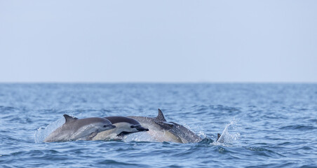 dolphins in the water, Common Dolphins, California Coast, Pacific Ocean,  Dana Point, California,  Dana Point, California - obrazy, fototapety, plakaty