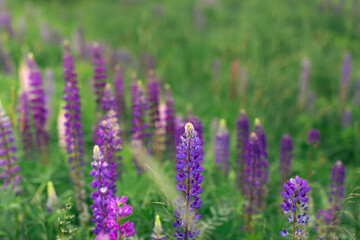Flowers of wild plants Lupinus in a field among greenery. Front view.