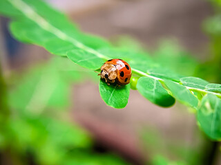 ladybug on green leaf