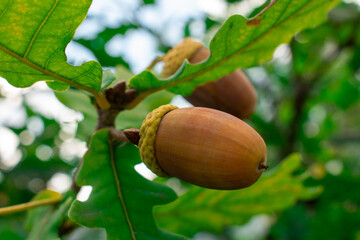 Acorns fruits on oak tree branch in forest. Closeup acorns oak nut tree on green background. Early autumn beginning acorns macro on branch leaves in nature oak forest. Brown nuts for coffee cake bread