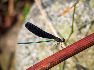 翅を休めるハグロトンボ
