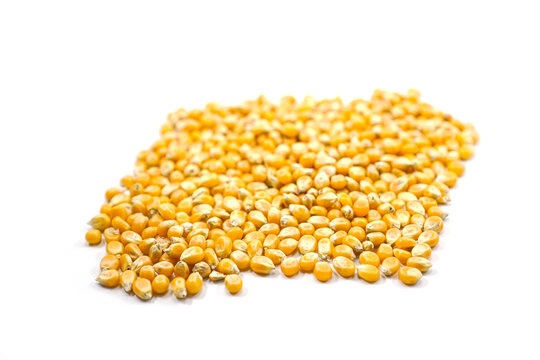 Mushroom corn kernel type used to make popcorn
