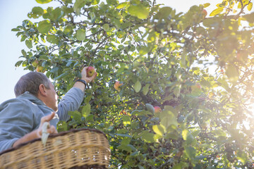Harvest time. apple tree, unrecognized person, farmer is ready to pluck under an apple tree into a...