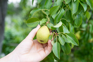 hand close-up holds ripe pears on a branch, farmer harvests pears