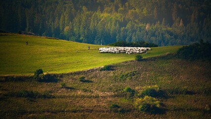 Zielone pola i łąki pod Tatrami widziane z Wysokiego Wierchu w Pieninach - średni format...