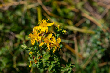 Hypericum perforatum flower in meadow	