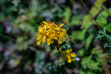 Hypericum perforatum flower in meadow	