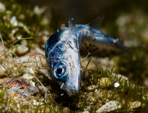Pollution kills fish - Dead Atherina hepsetus - Mediterranean sand smelt