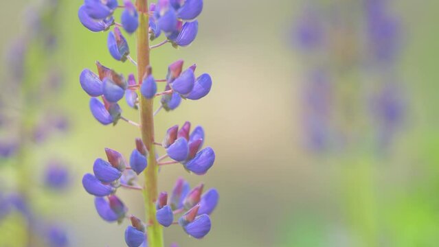 Purple lupinus flowers in the park. Lupinus is a genus of flowering plants in the legume family fabaceae. Close up.