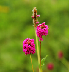 Bistorta macrophylla or Crimson Knotweed. Bistorta macrophylla is a flowering plant species in the buckwheat family Polygonaceae.