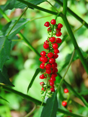 Bloodberry beautifully captured with great details. Blood berry also known as Rivina humilis selective focus.