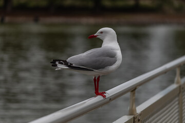 Seagull