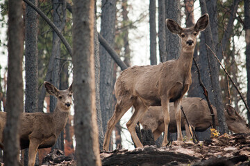 Mule Deer in the Woods