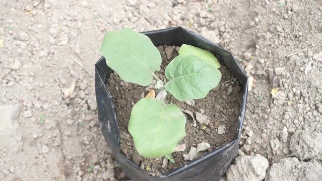 Eggplant plant in black plastic polybag