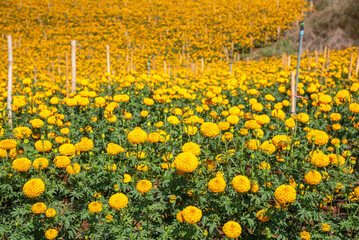 Marigold flower field meadow crop and planted in Thailand.