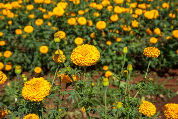 Marigold flower field meadow crop and planted in Thailand.