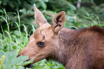 Fototapeta premium Moose Calf