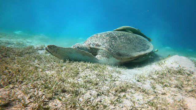 Green sea turtle (chelonia mydas) eating sea grass on the sandy buttom of Egypts Marsa Mubarak bay in the Red Sea