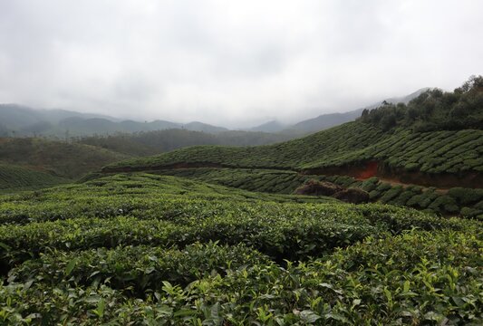 A photograph of selectively focused tea leaves on the tea garden at Munnar with a greenish and dark cloudy background.